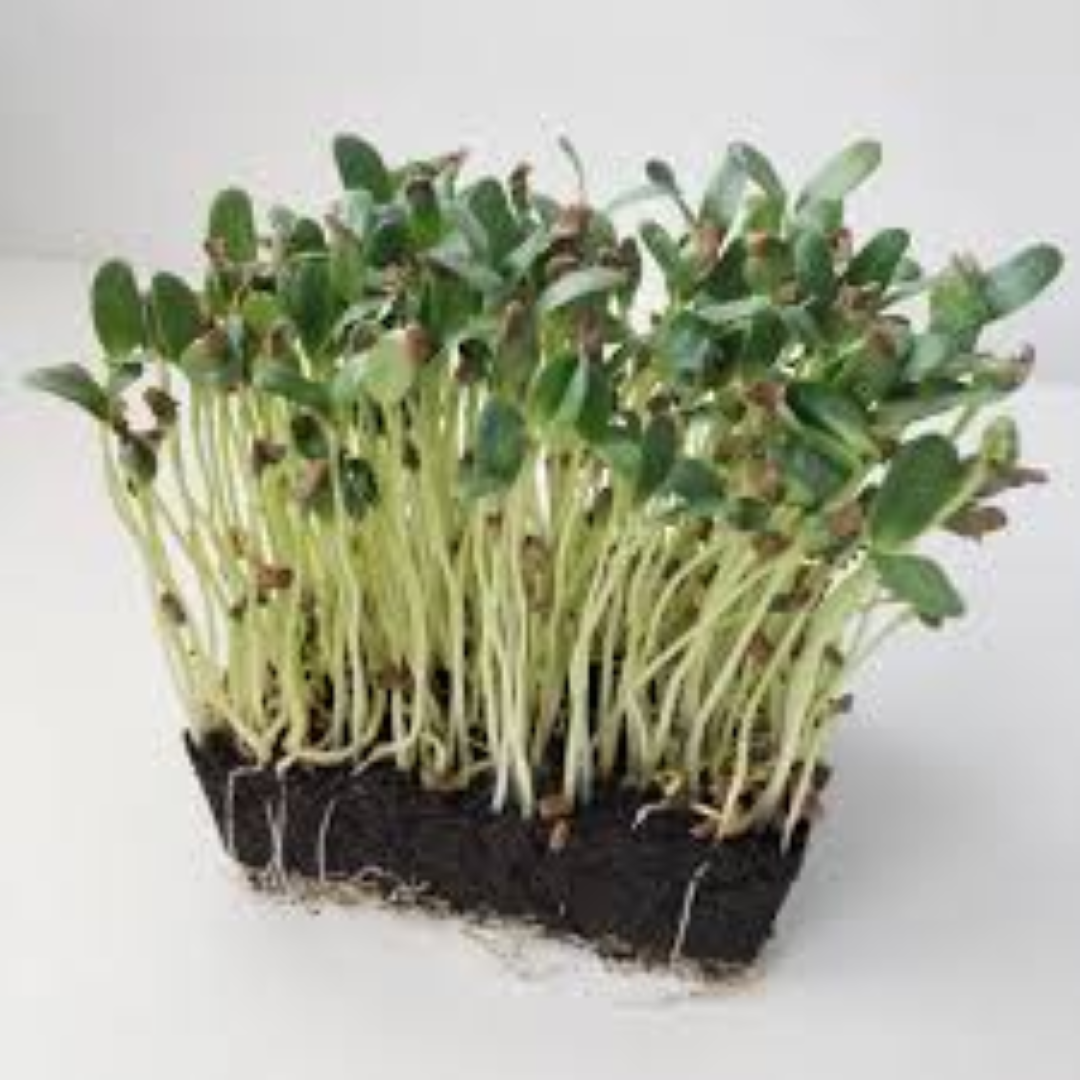 GARNISH GARDEN MICROGREENS FENUGREEK SPROUTS 30G	